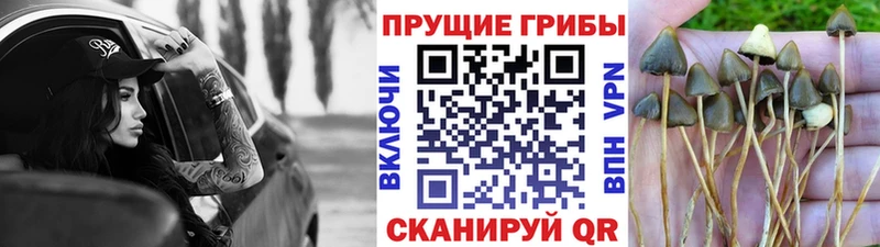 Галлюциногенные грибы Psilocybine cubensis Неман